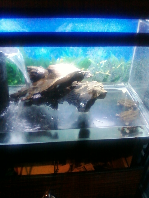 BABY ALLIGATOR SNAPPERS SETUP