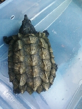 LIL MAN 8 INCH ALLIGATOR SNAPPING TURTLE