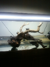 LIL MANS SETUP