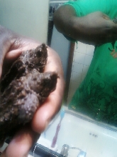 BABY ALLIGATOR SNAPPERS
