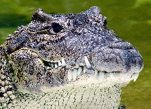 Cuban Croc.