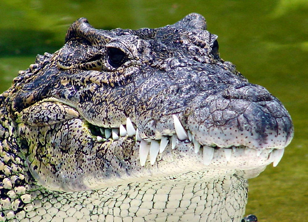 Cuban Croc.