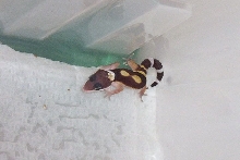 hatchling 1