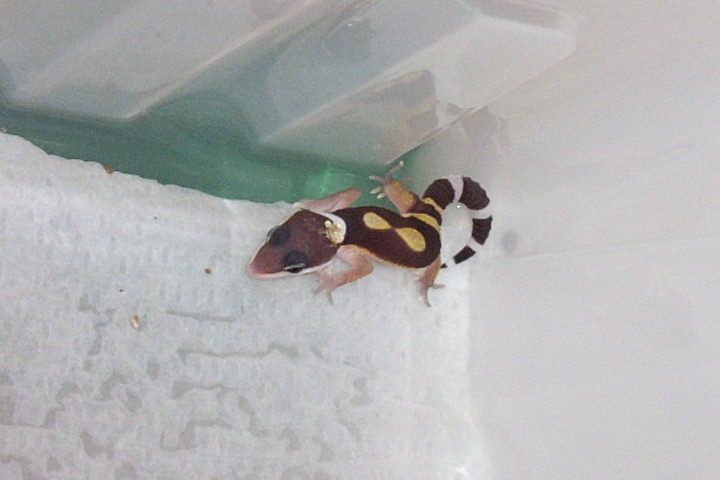 hatchling 1