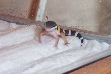 hatchling 4