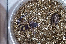 hatchling 2