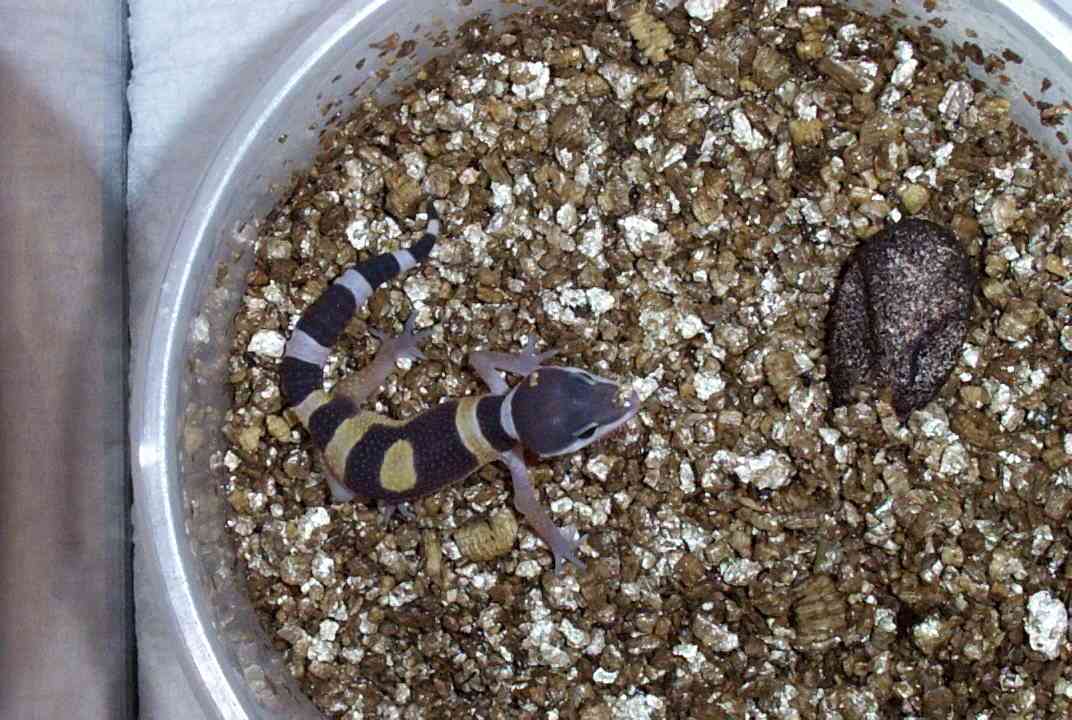 hatchling 2