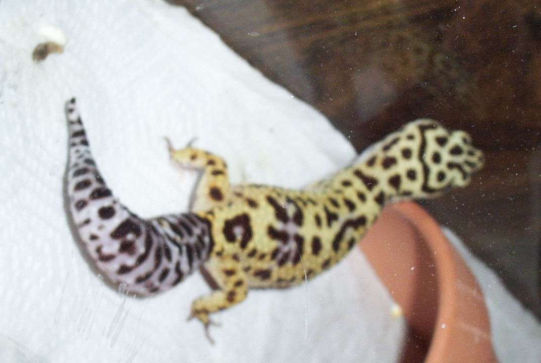 lizzie2