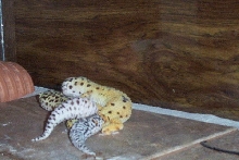 mating