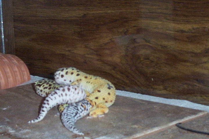 mating