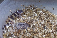 hatchling #4