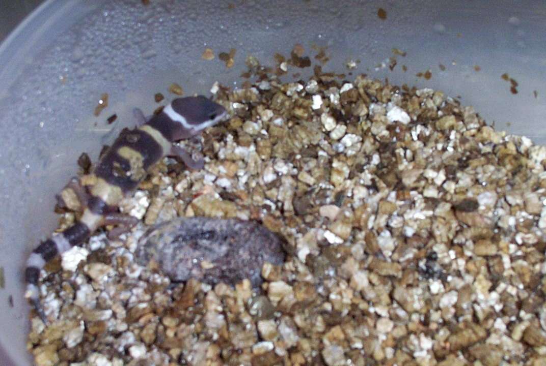 hatchling #4