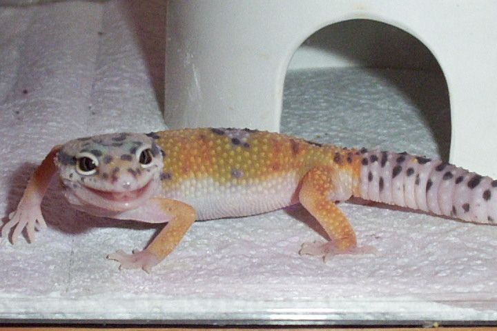 smilely