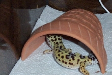 lizzie