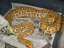 T  3