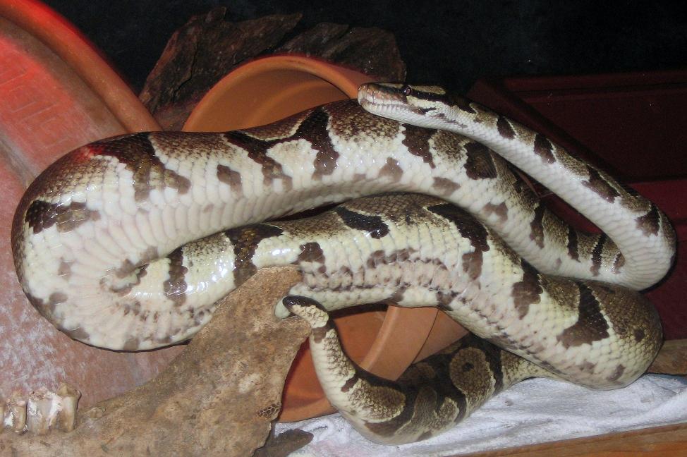 Monty posing