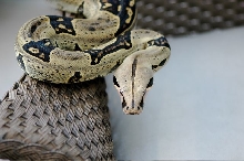 Killer Pulculpa 2