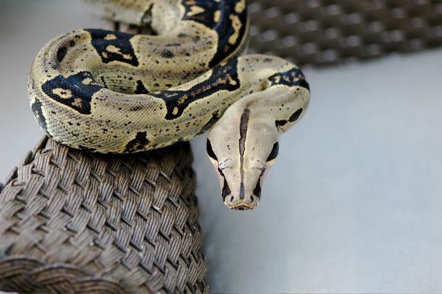 Killer Pulculpa 2