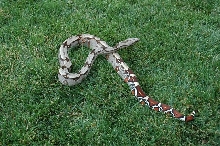 Guyanan lawn