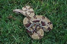 BCC Male 3