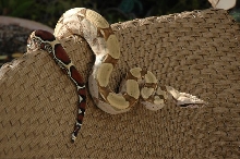 BCC Male1