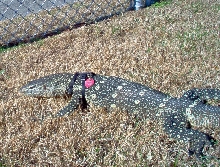 Nessie in the backyard