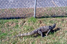 Nessie in our backyard