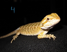 #4 male