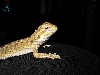 #3 Female