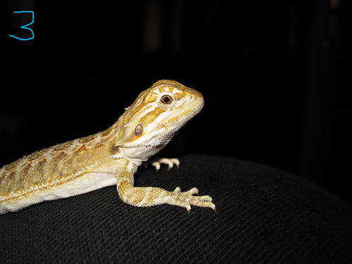 #3 Female