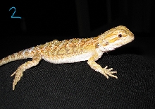 #2 Male Sandfire x Citrus