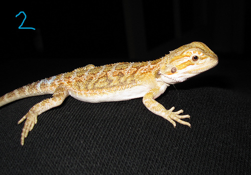 #2 Male Sandfire x Citrus