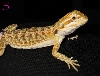 #5 Female (prob)