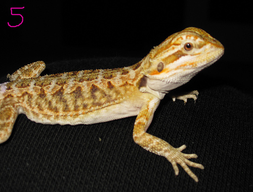 #5 Female (prob)