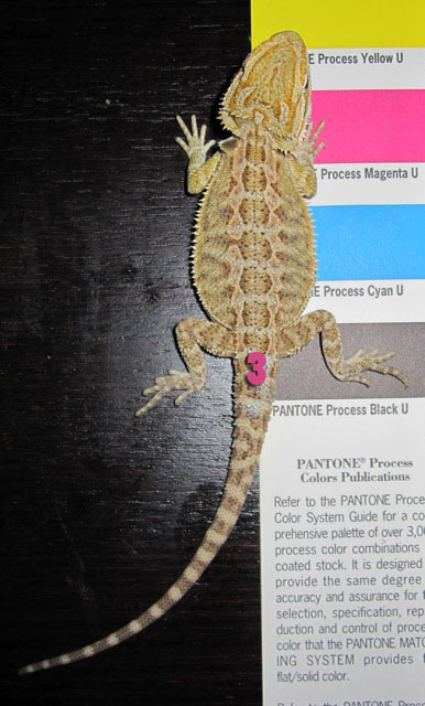 #3 Probable Female