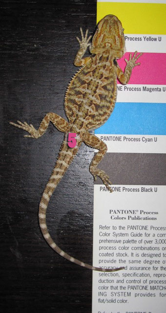 #5 Probable Female