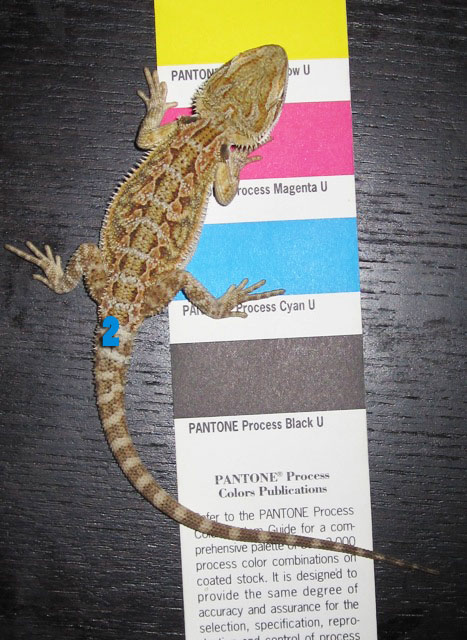 #2 Male Sandfire x Citrus