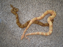 09 lipstick sunglow female & 09 hypo male
