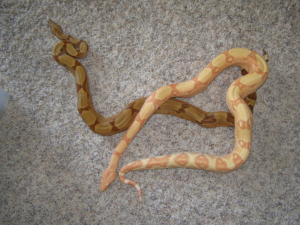 09 lipstick sunglow female & 09 hypo male
