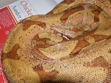 07 hypo jungle male