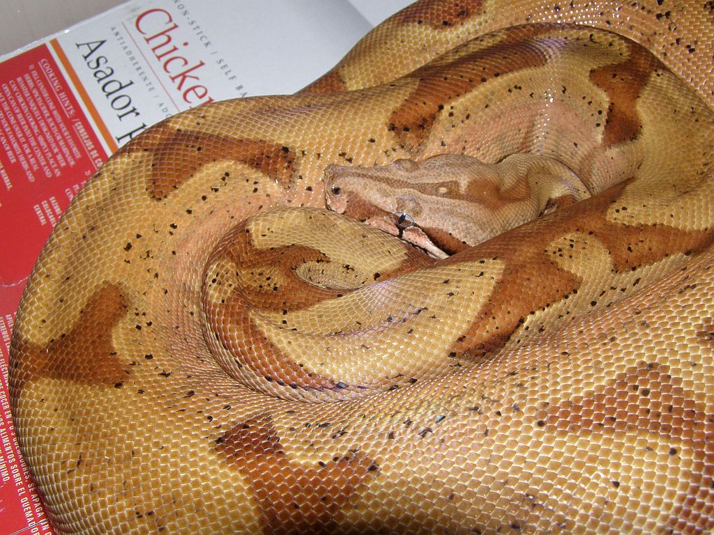 07 hypo jungle male