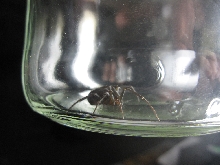 What kind of spider is this?