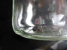 What kind of spider is this?