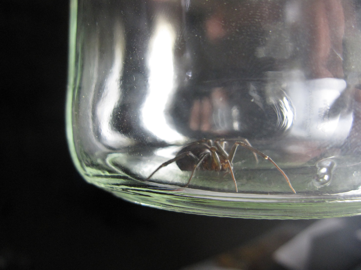 What kind of spider is this?