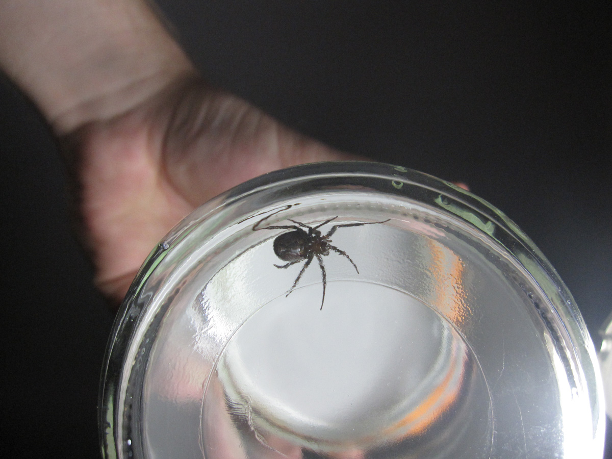 What kind of spider is this?