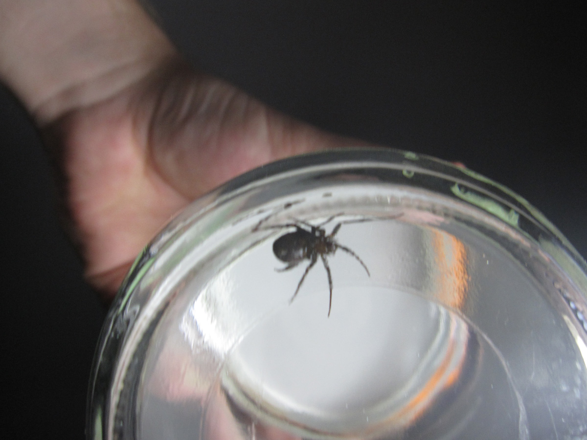 What kind of spider is this?
