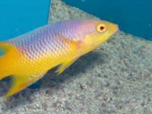 Saltwater - Austin Aquariums
