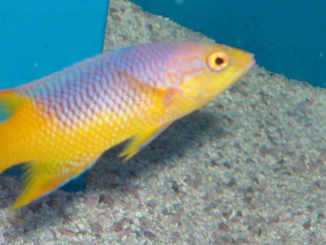 Saltwater - Austin Aquariums