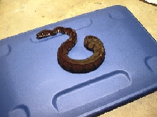 Melanistic Dark Chocolate Ball poss Axanthic