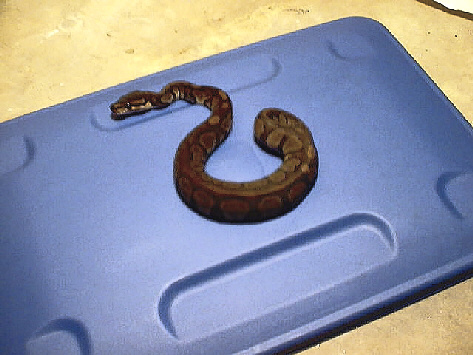 Melanistic Dark Chocolate Ball poss Axanthic